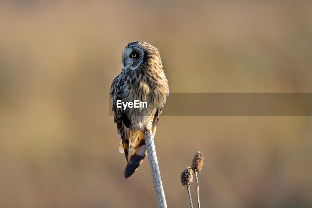 A short-eared owl