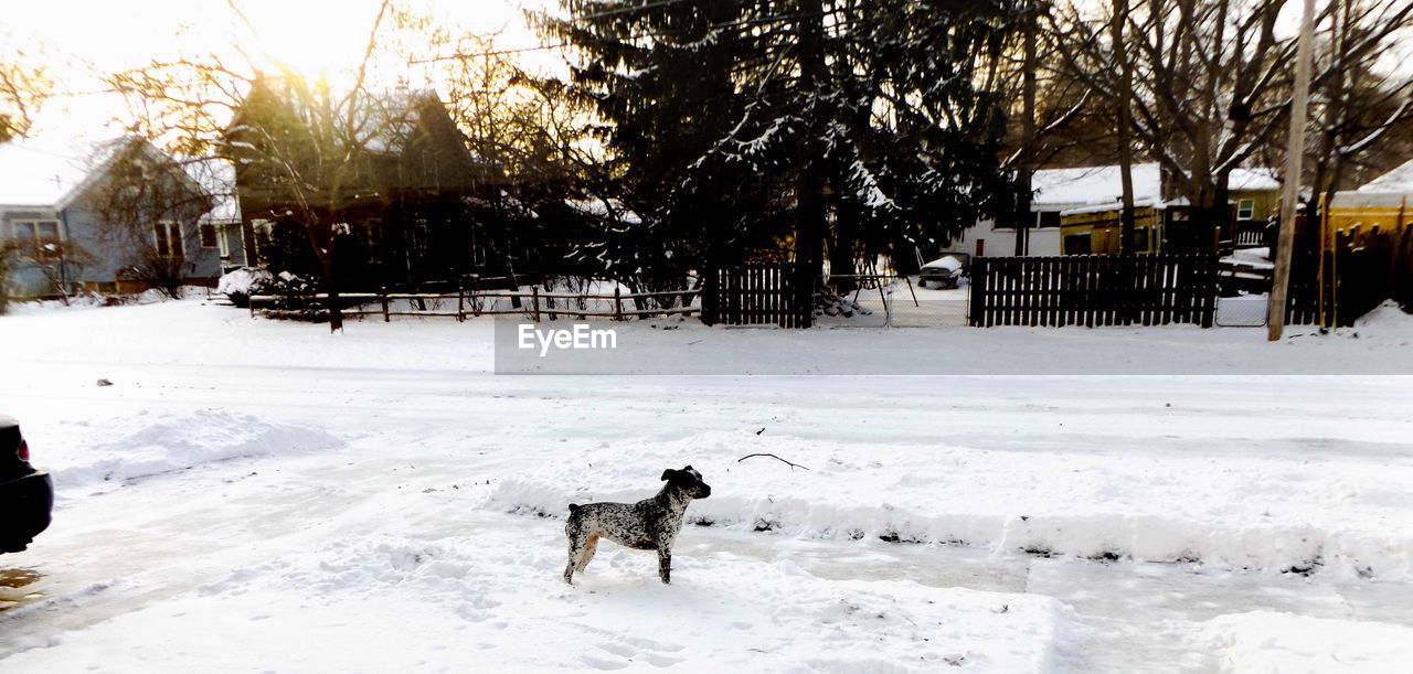 Dog standing on snow covered field against trees and houses