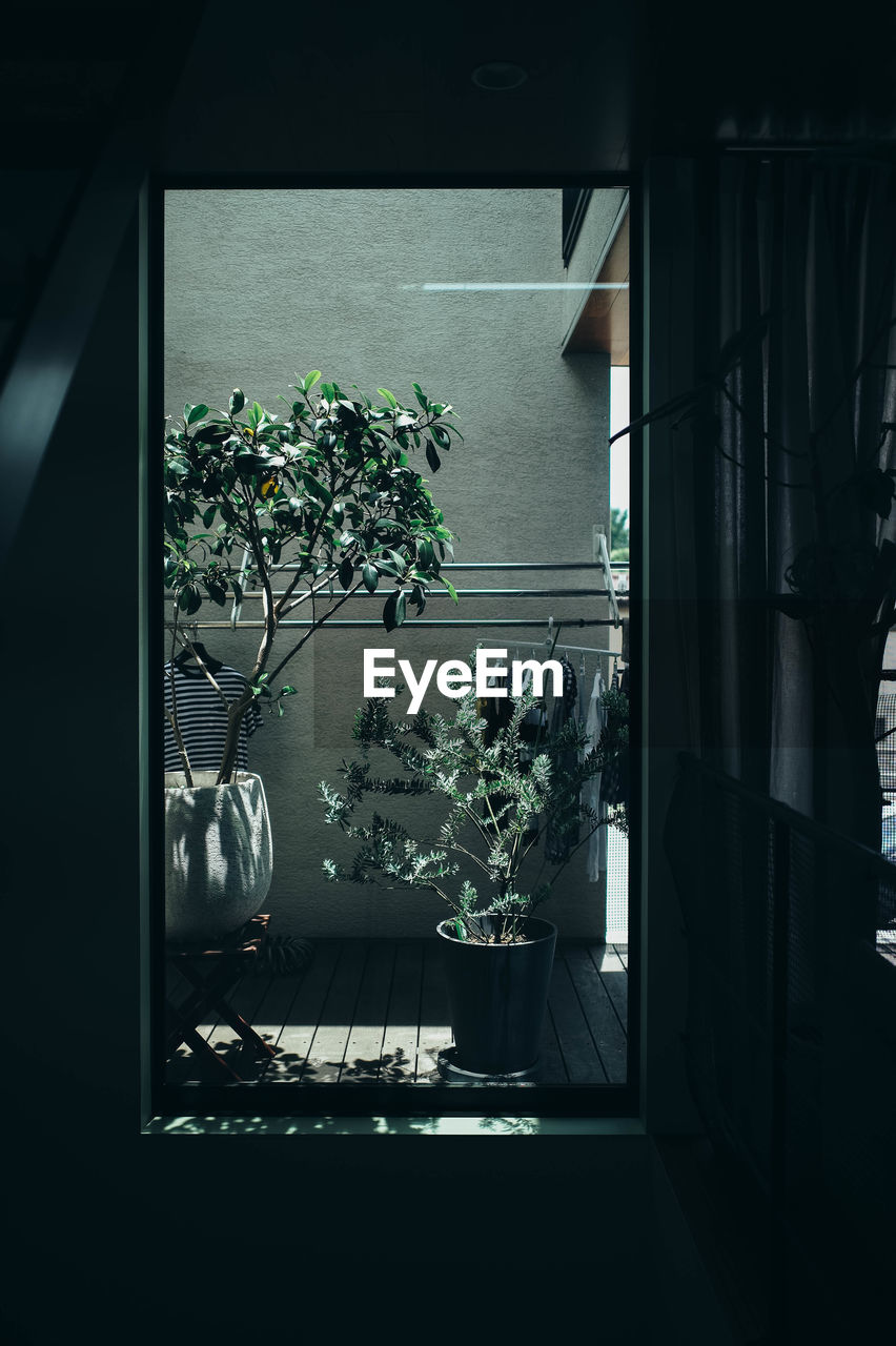 POTTED PLANTS ON WINDOW SILL