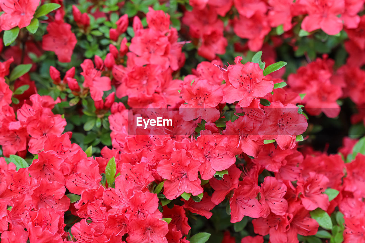 plant, flower, flowering plant, beauty in nature, freshness, growth, fragility, close-up, nature, red, shrub, petal, pink, flower head, inflorescence, plant part, leaf, day, no people, outdoors, full frame, blossom, springtime, focus on foreground, botany, high angle view, backgrounds