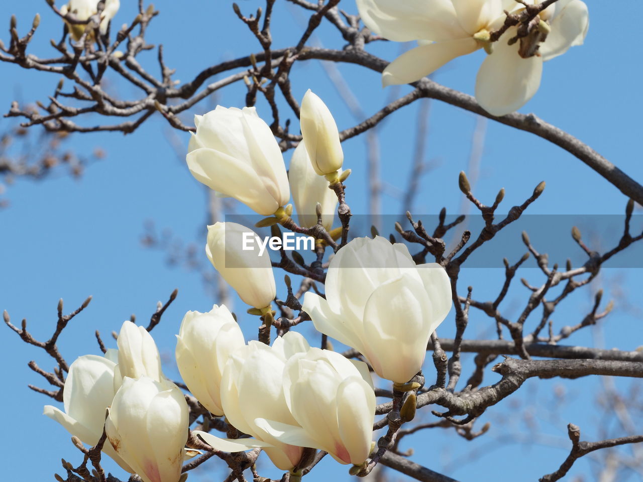 CLOSE-UP OF WHITE CHERRY BLOSSOM TREE