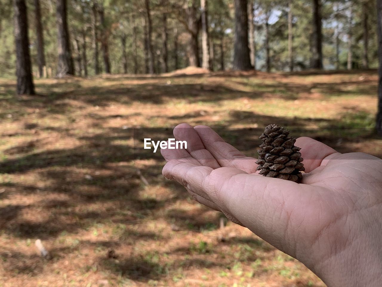 CROPPED IMAGE OF PERSON HOLDING TREE TRUNK