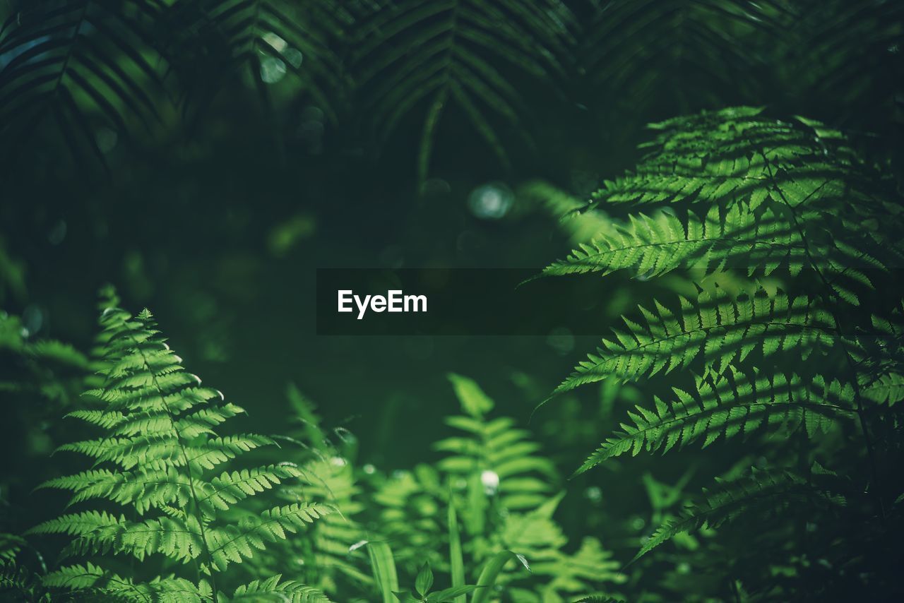 Close-up of green leaves on tree in forest