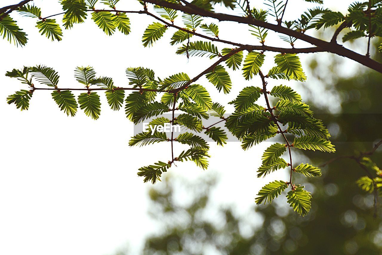 Low angle view of leaves on branch