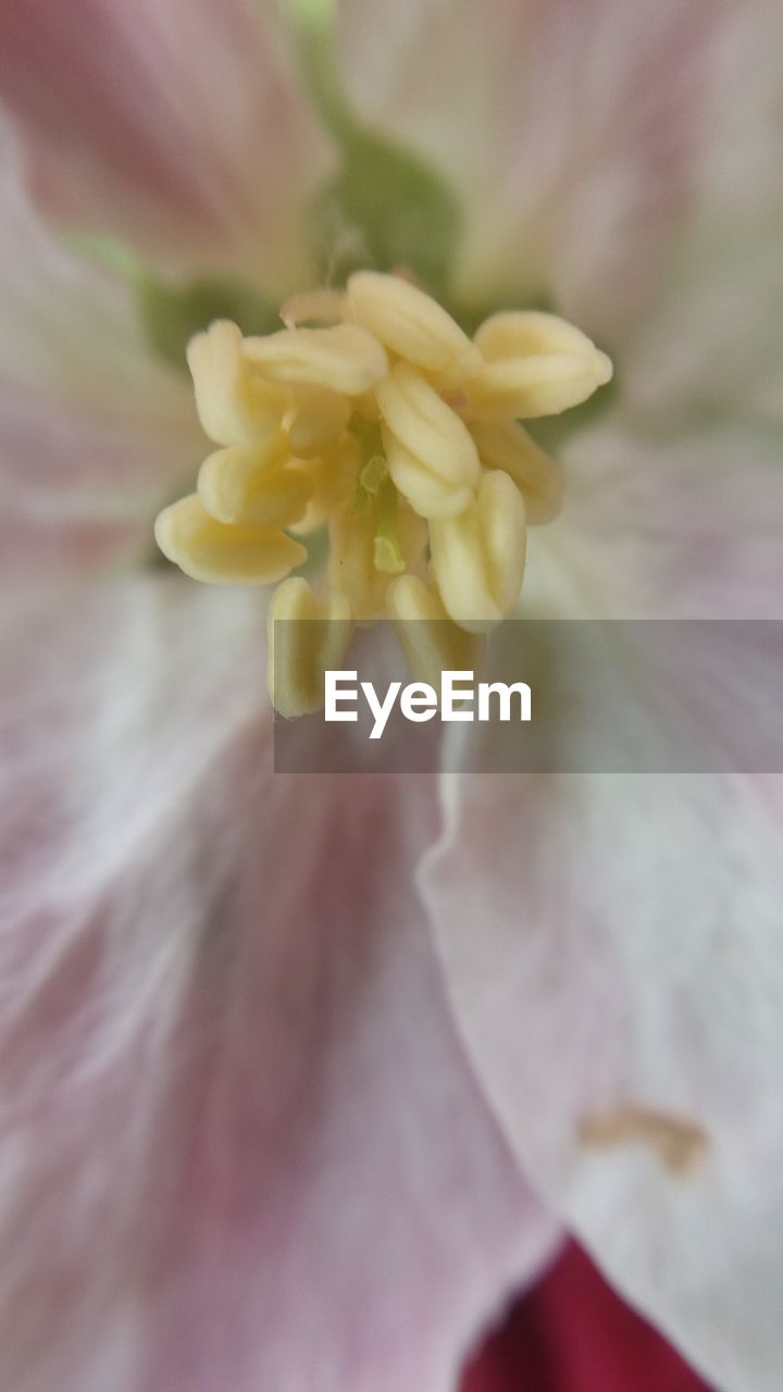 CLOSE-UP OF FLOWER POLLEN