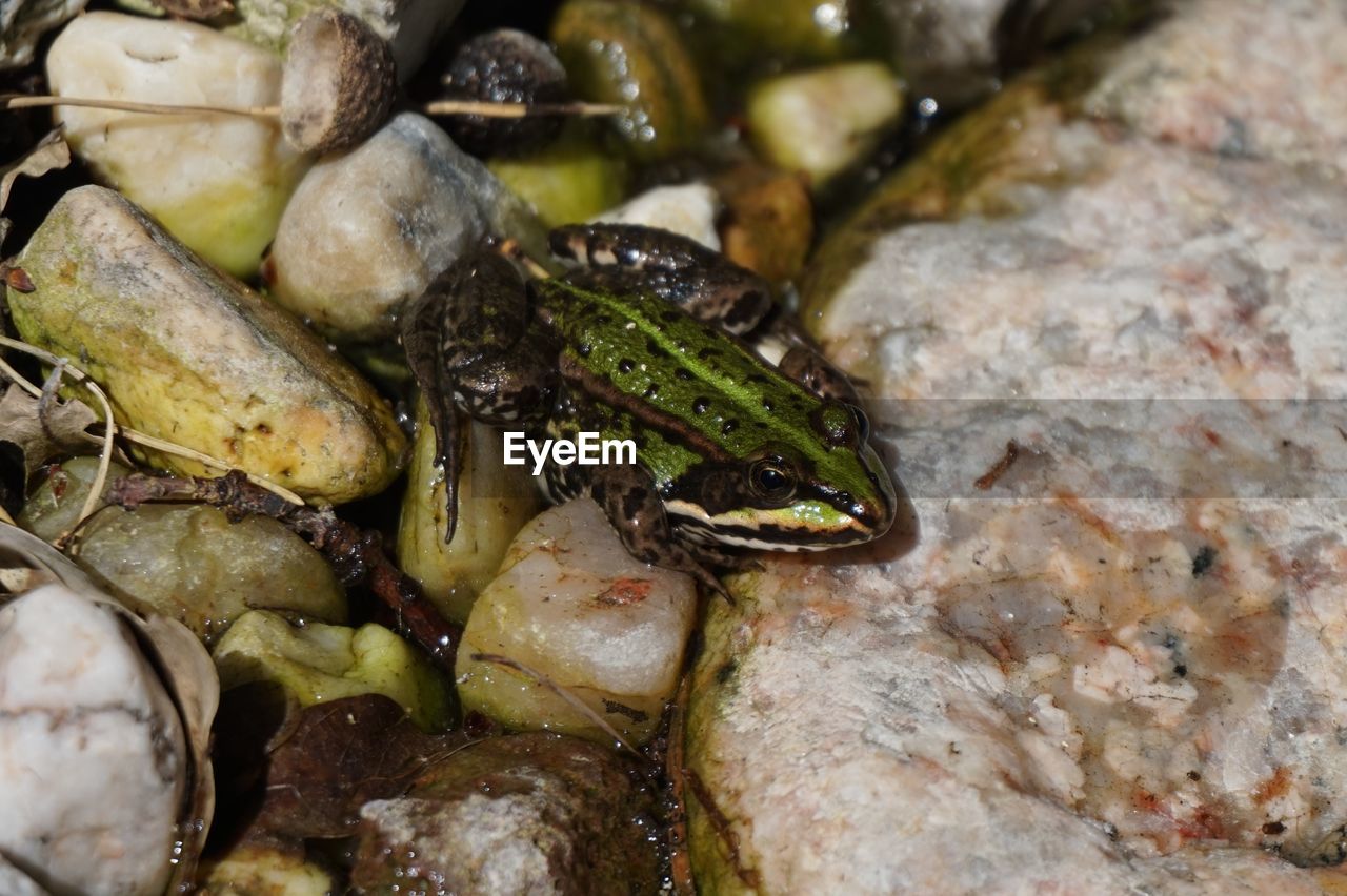 CLOSE-UP OF FROG ON ROCKS