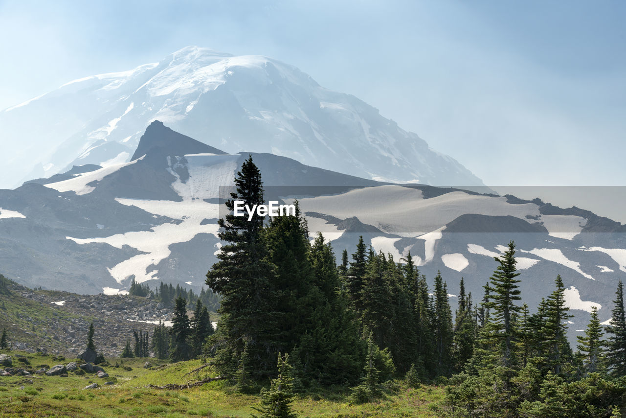 Pine trees on snowcapped mountains against sky