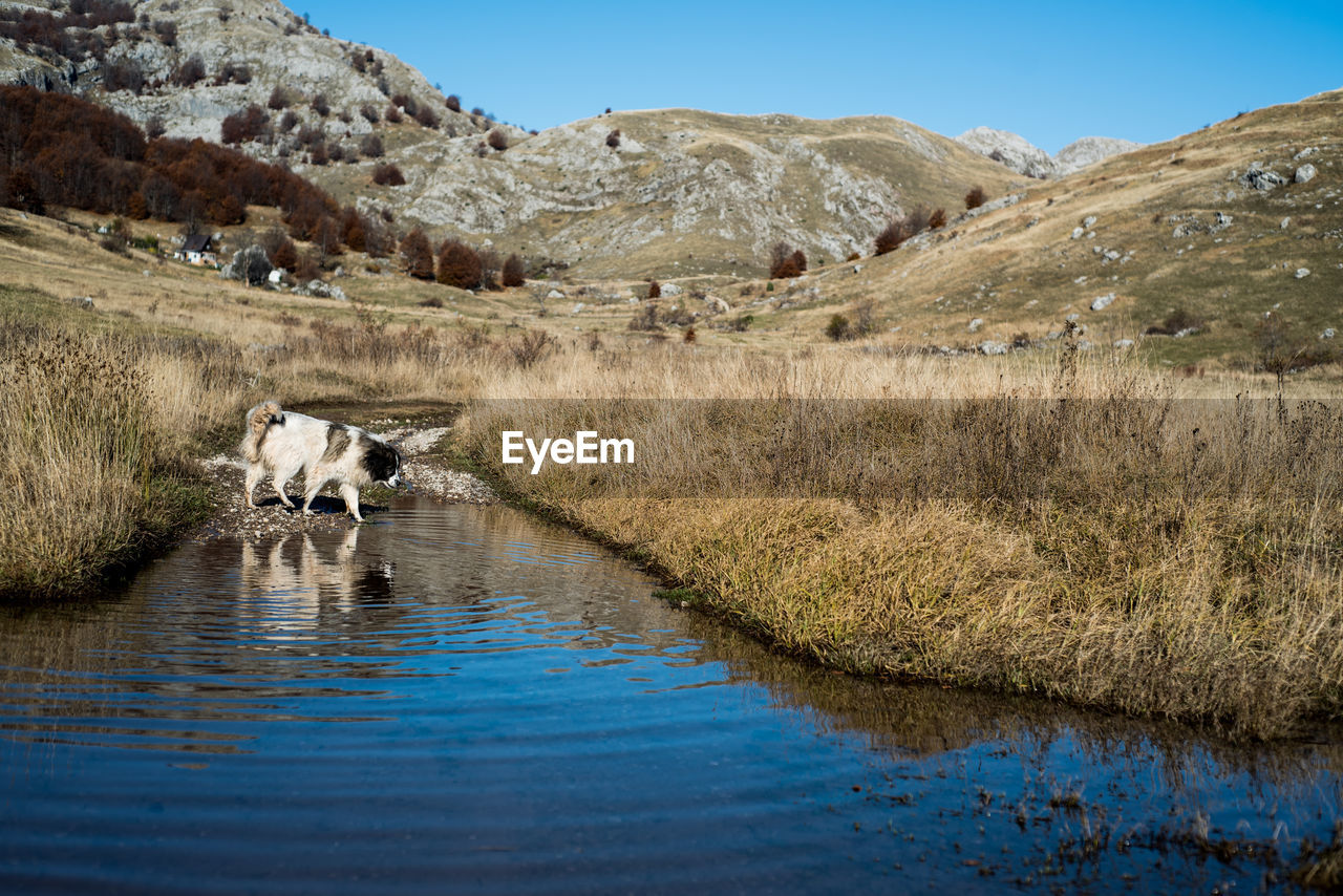 Dog in water on mountain against sky