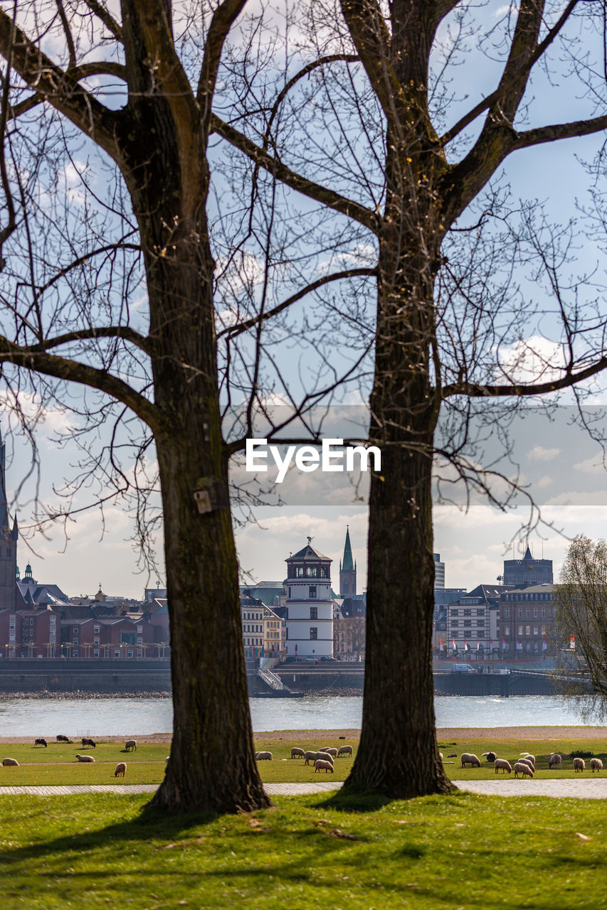 Bare trees by river against buildings in city