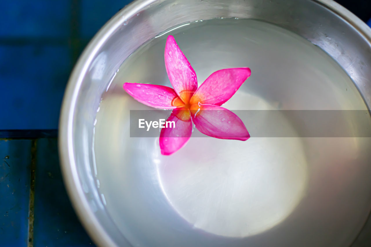 Close-up of pink flower in bowl