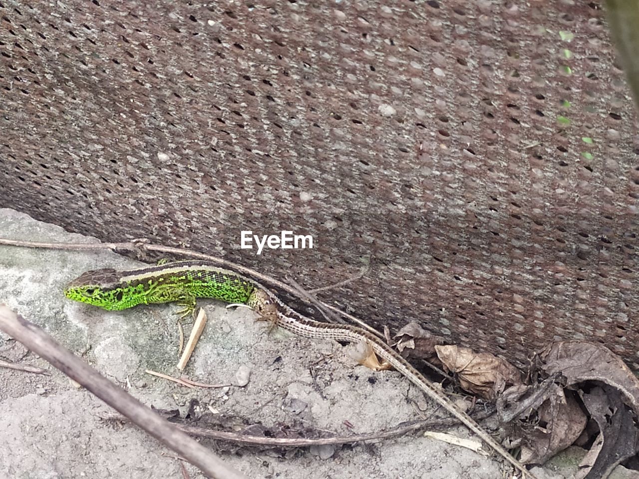 HIGH ANGLE VIEW OF A LIZARD ON A FIELD