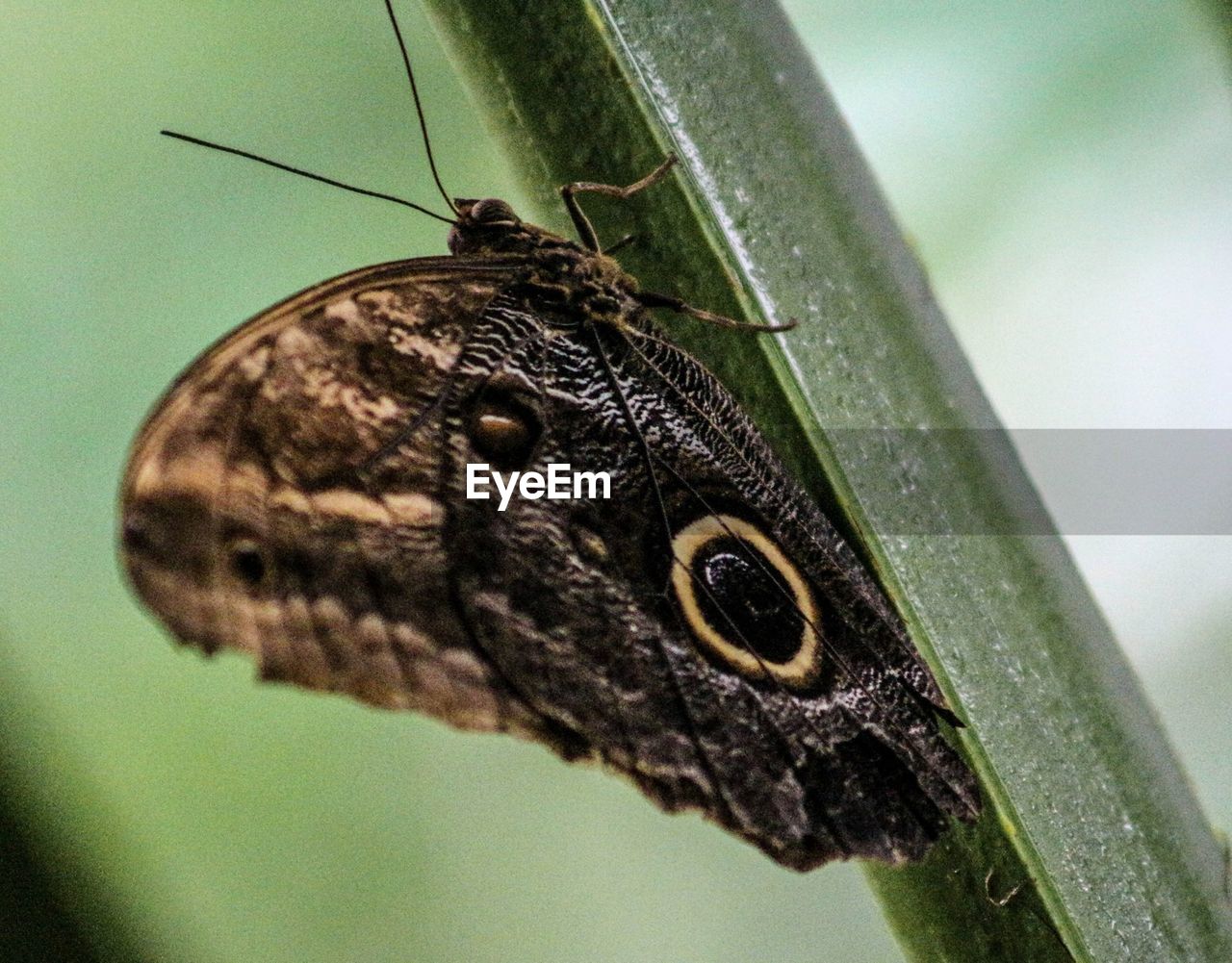 Close-up of butterfly on stem