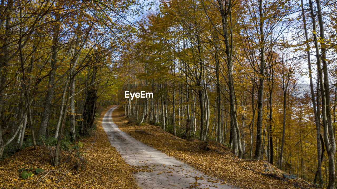 ROAD AMIDST TREES DURING AUTUMN
