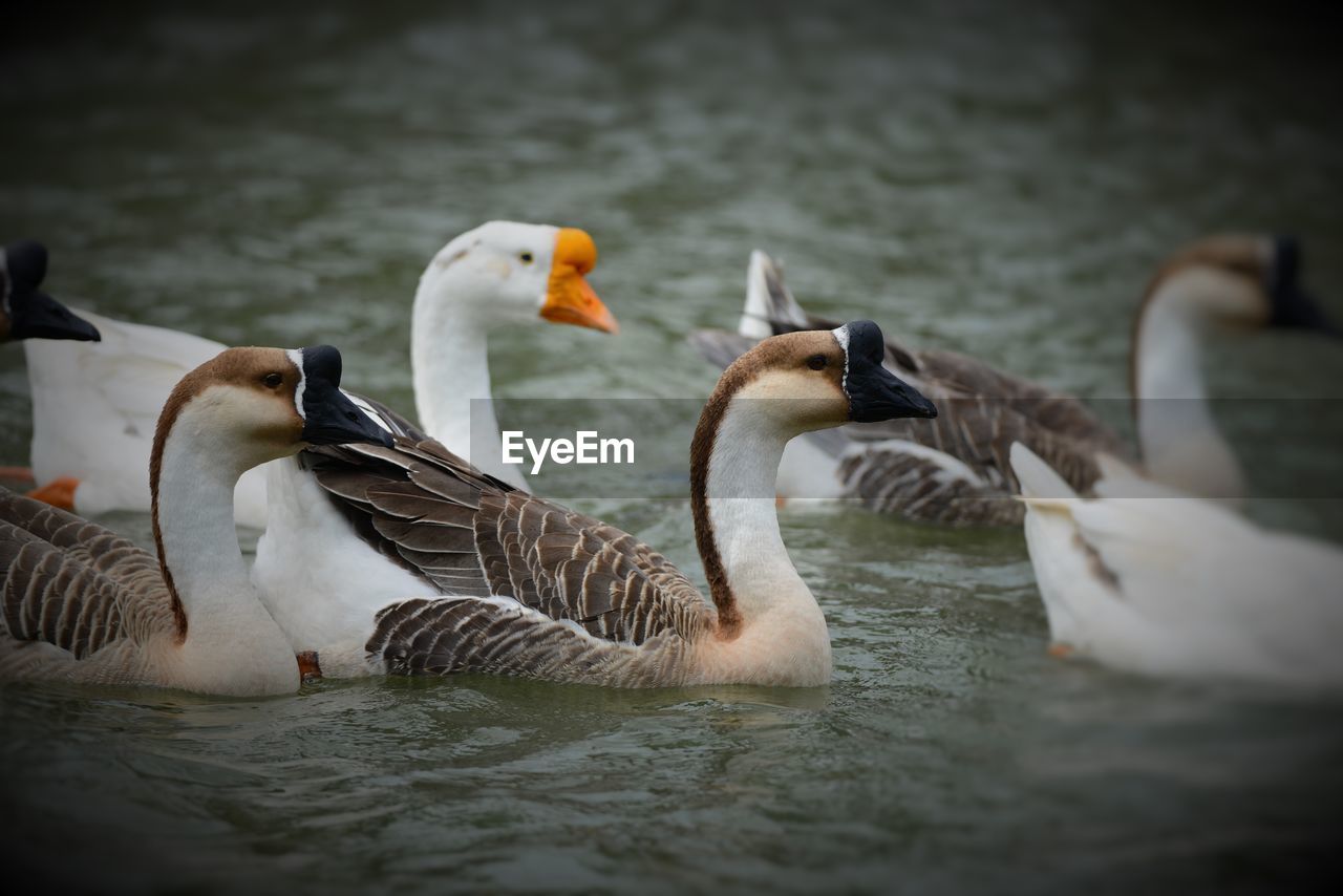 BIRDS IN LAKE