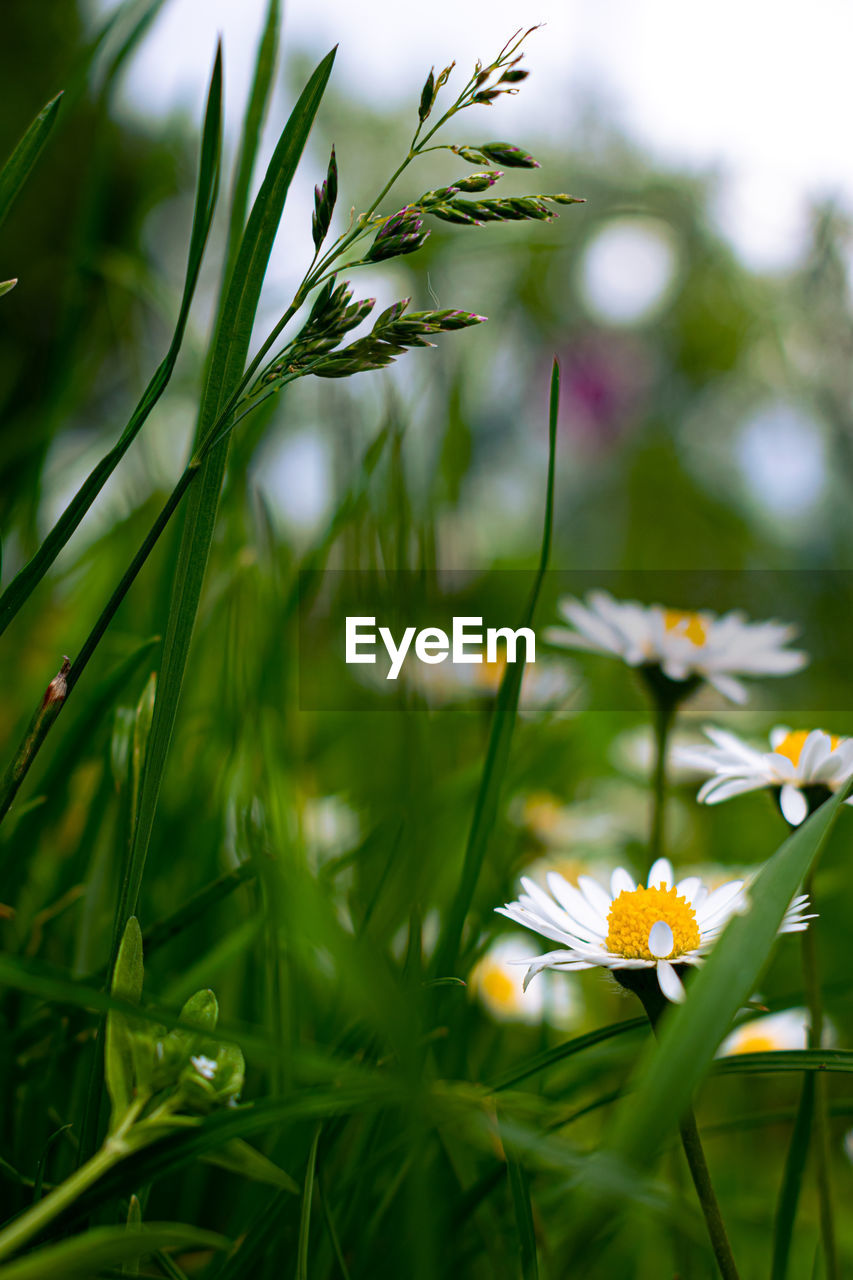 Close-up of white flowering plant