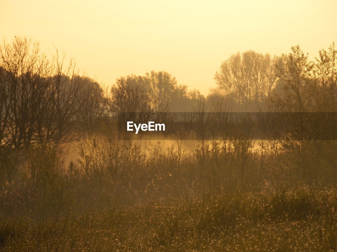 Bare trees at sunset