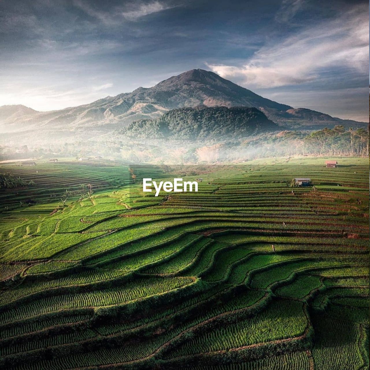 Scenic view of agricultural field against sky