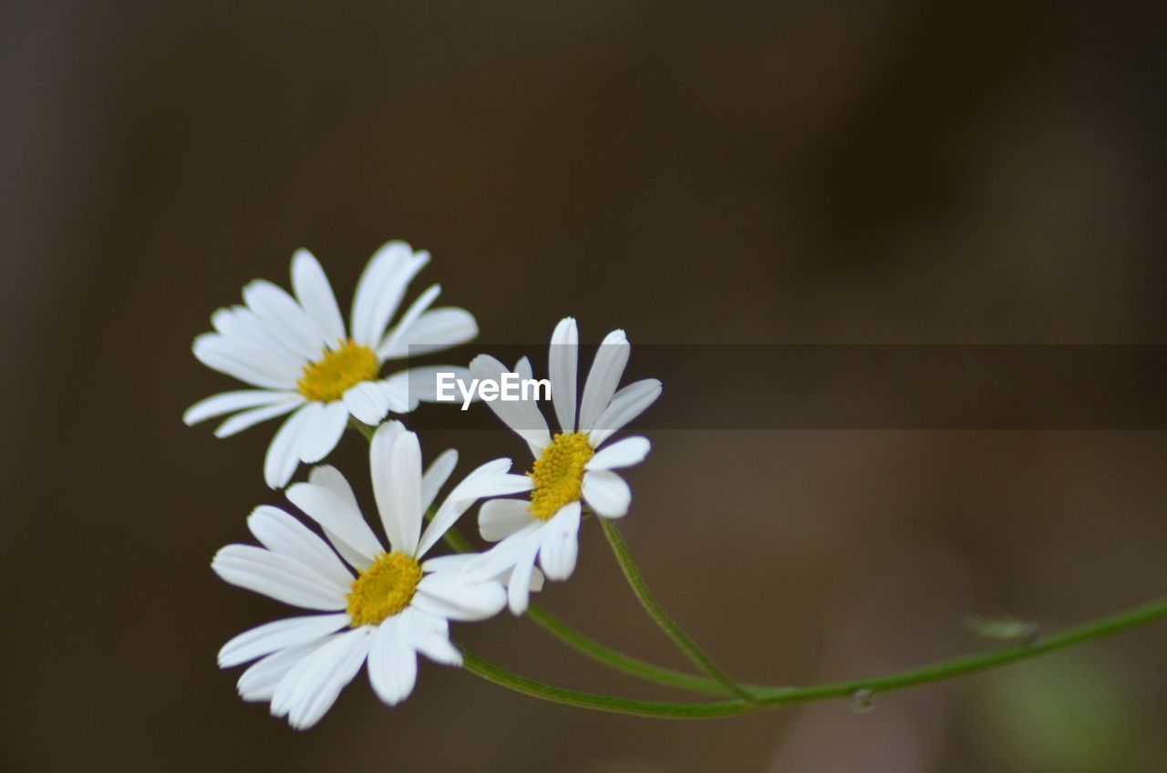 Close-up of white daisy flowers