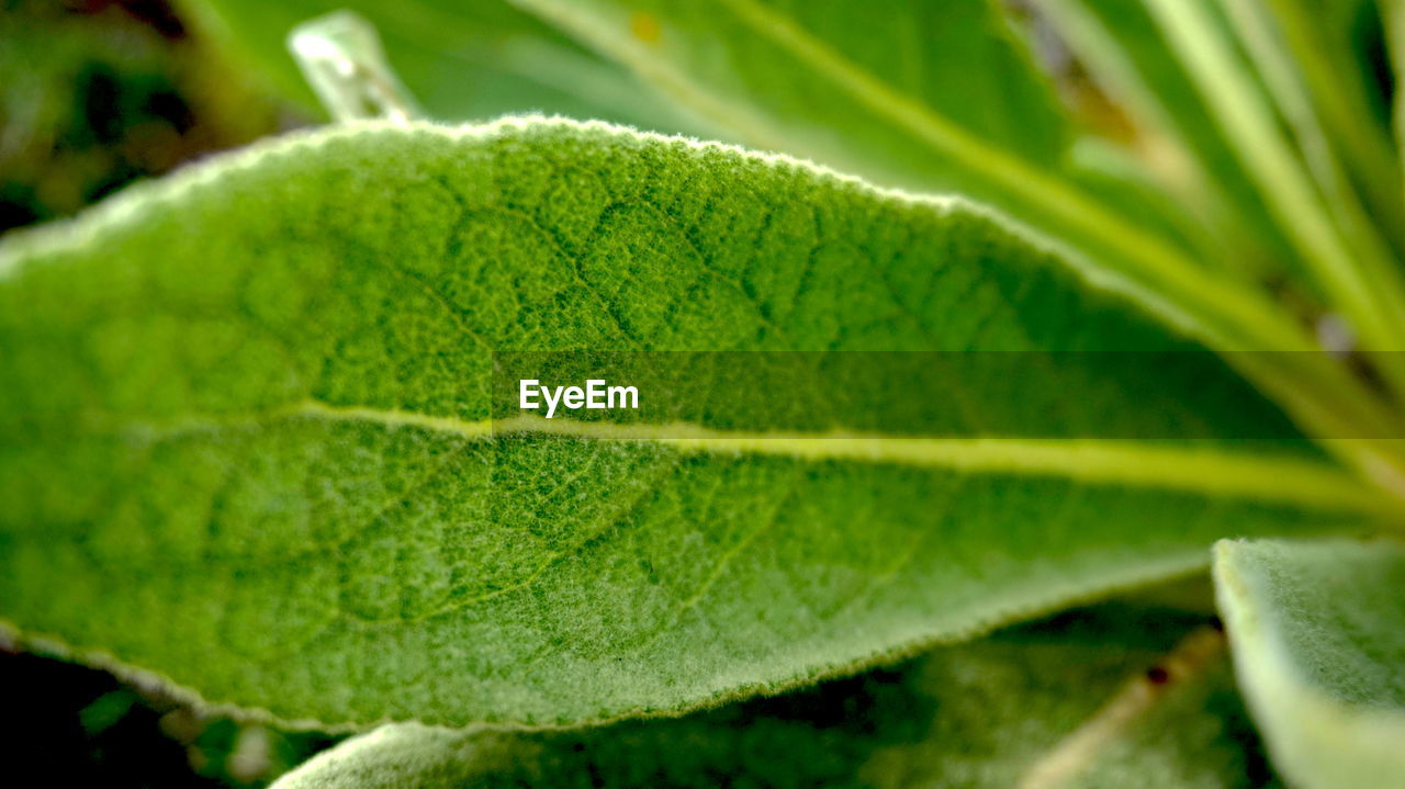 Close-up of leaves