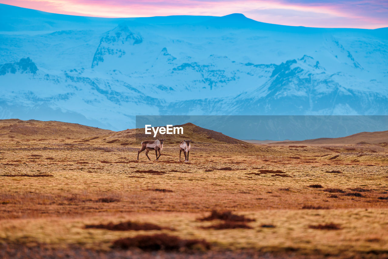 horses on desert