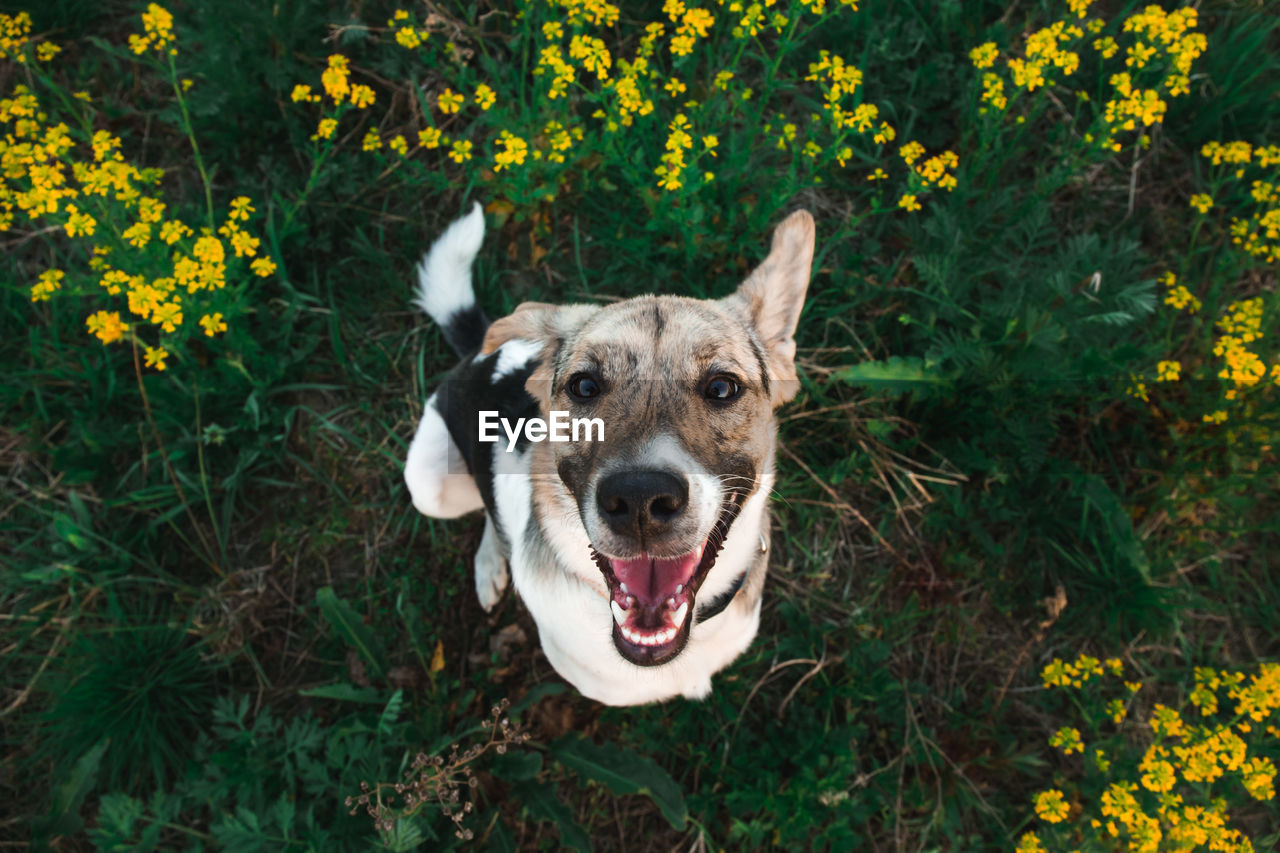 HIGH ANGLE PORTRAIT OF A DOG ON THE GROUND