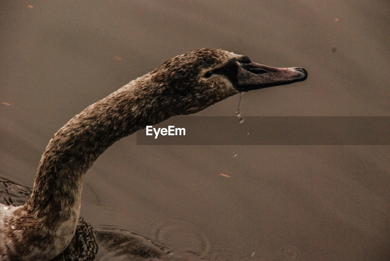 Close-up of swan swimming on pond