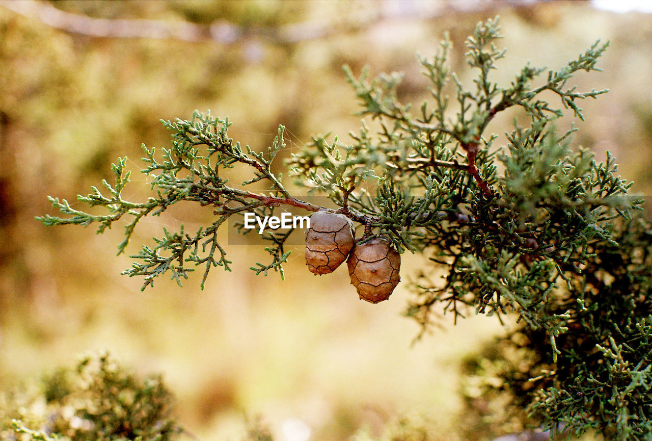 Close up of  pine tree