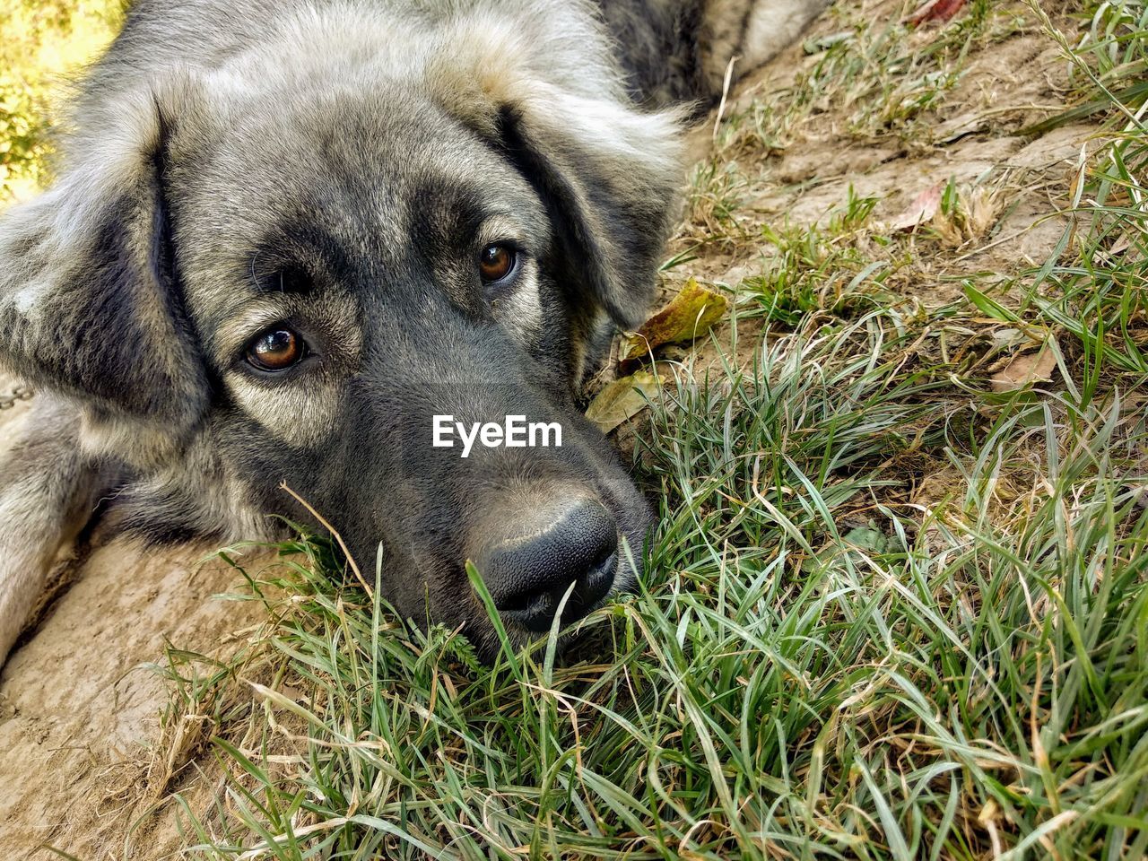 Close-up portrait of a dog