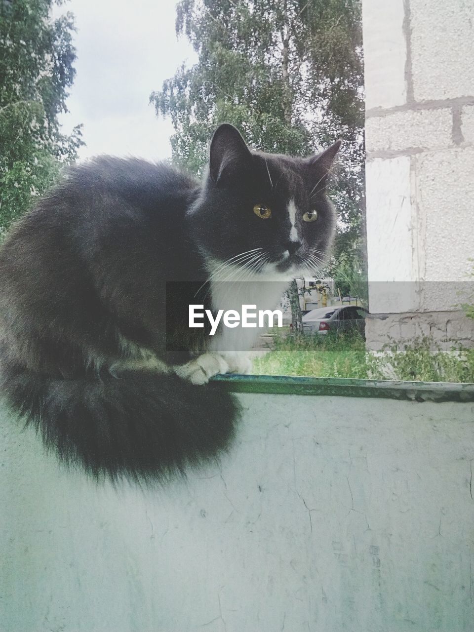 CLOSE-UP OF CAT SITTING ON WALL