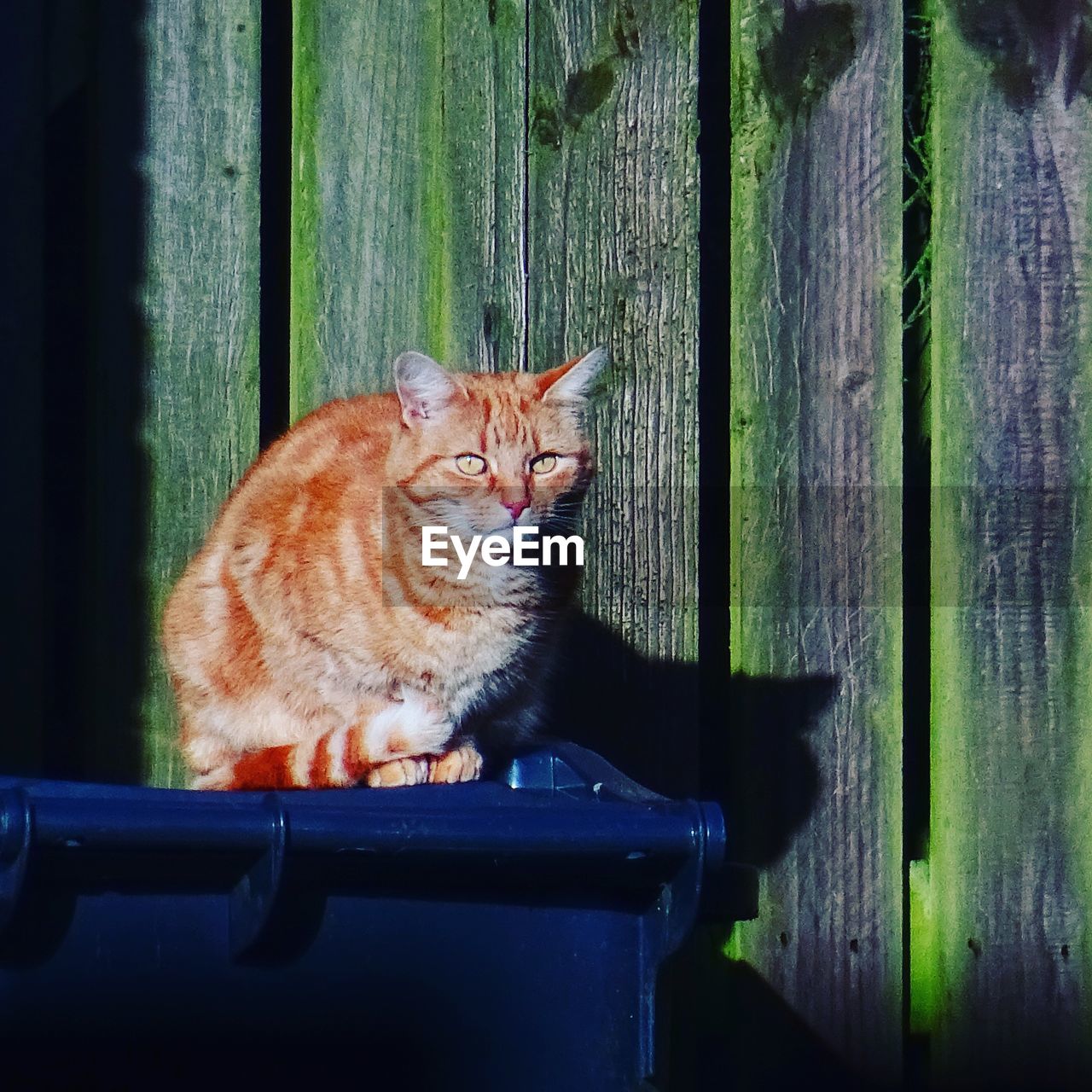 animal, animal themes, mammal, cat, pet, domestic animals, feline, one animal, domestic cat, green, no people, wood, sitting, day, looking, nature, whiskers, waste container, felidae, blue, small to medium-sized cats
