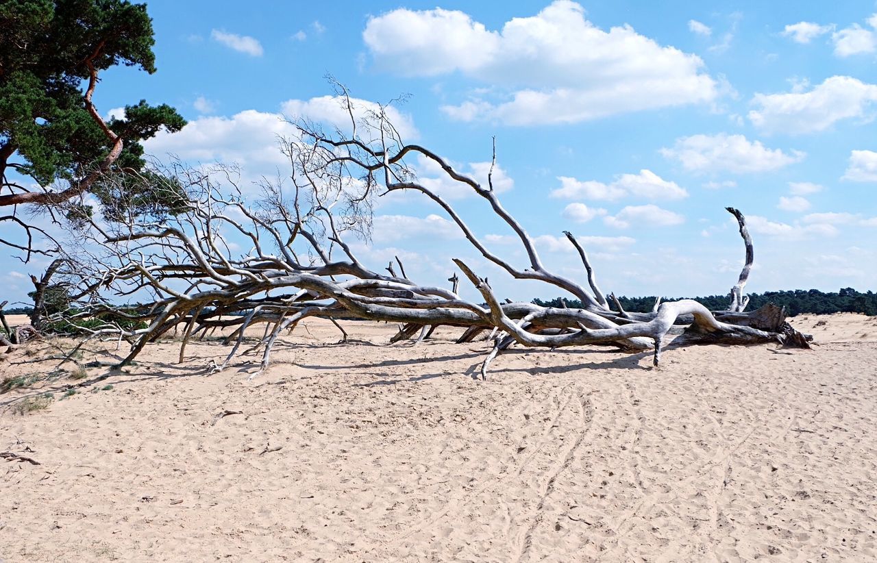Dead tree on sandy field against sky