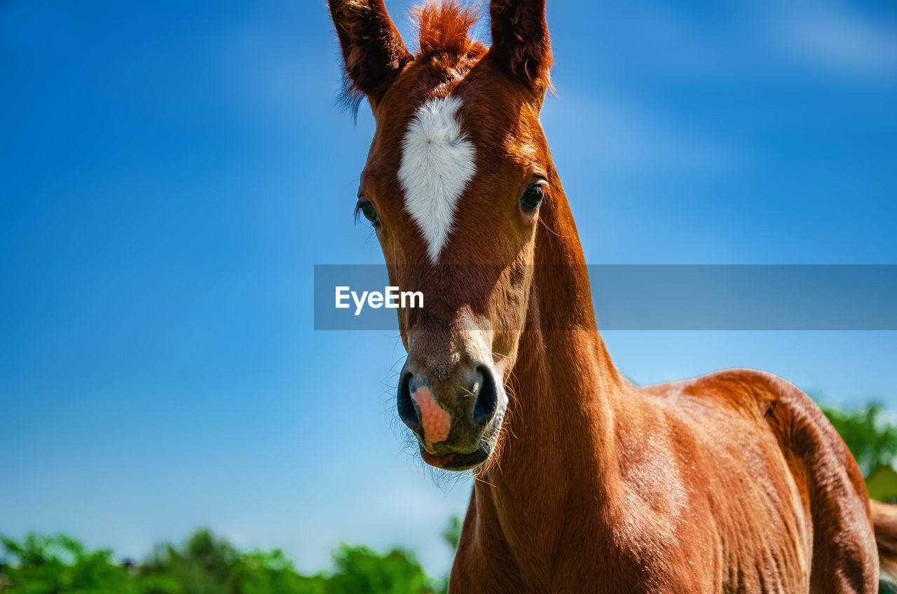 Foal brown color in a pen on a pasture on a background blue sky.