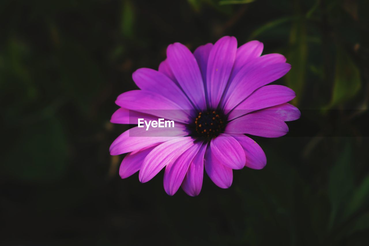 Close-up of purple flower blooming outdoors