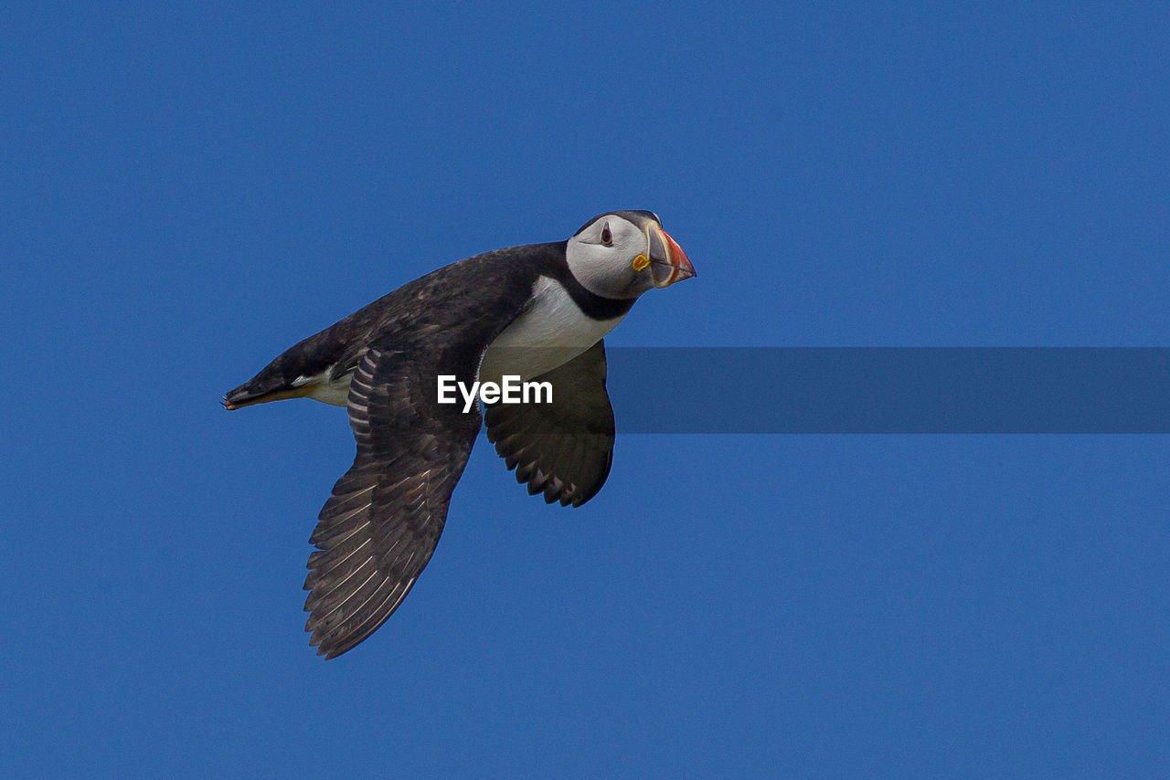 Low angle view of puffin flying in clear blue sky