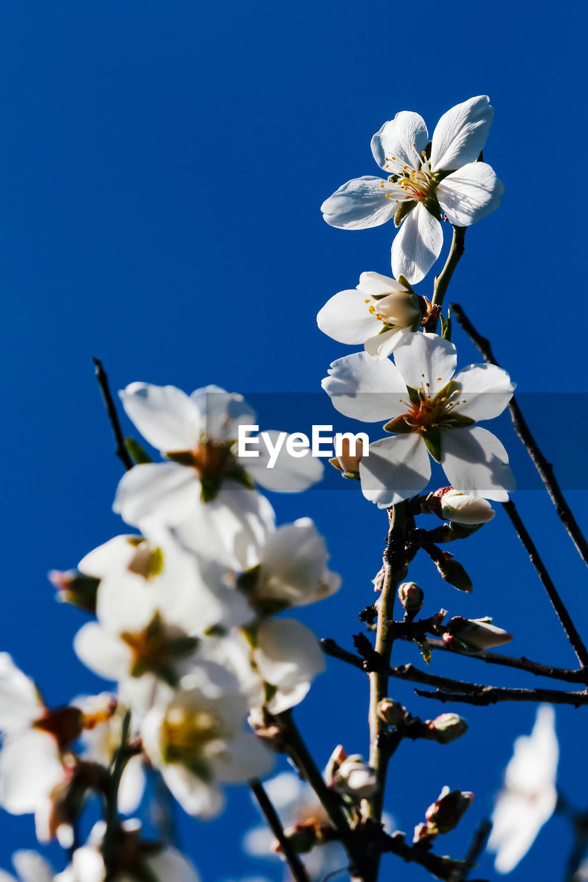 CLOSE-UP OF CHERRY BLOSSOMS AGAINST CLEAR BLUE SKY