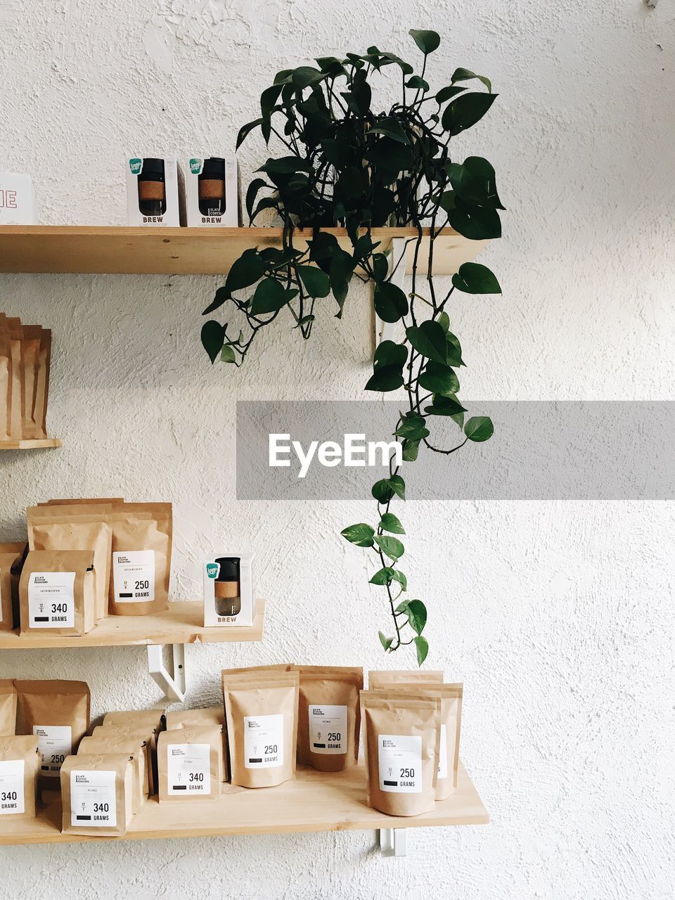 PLANT ON FLOOR AT HOME