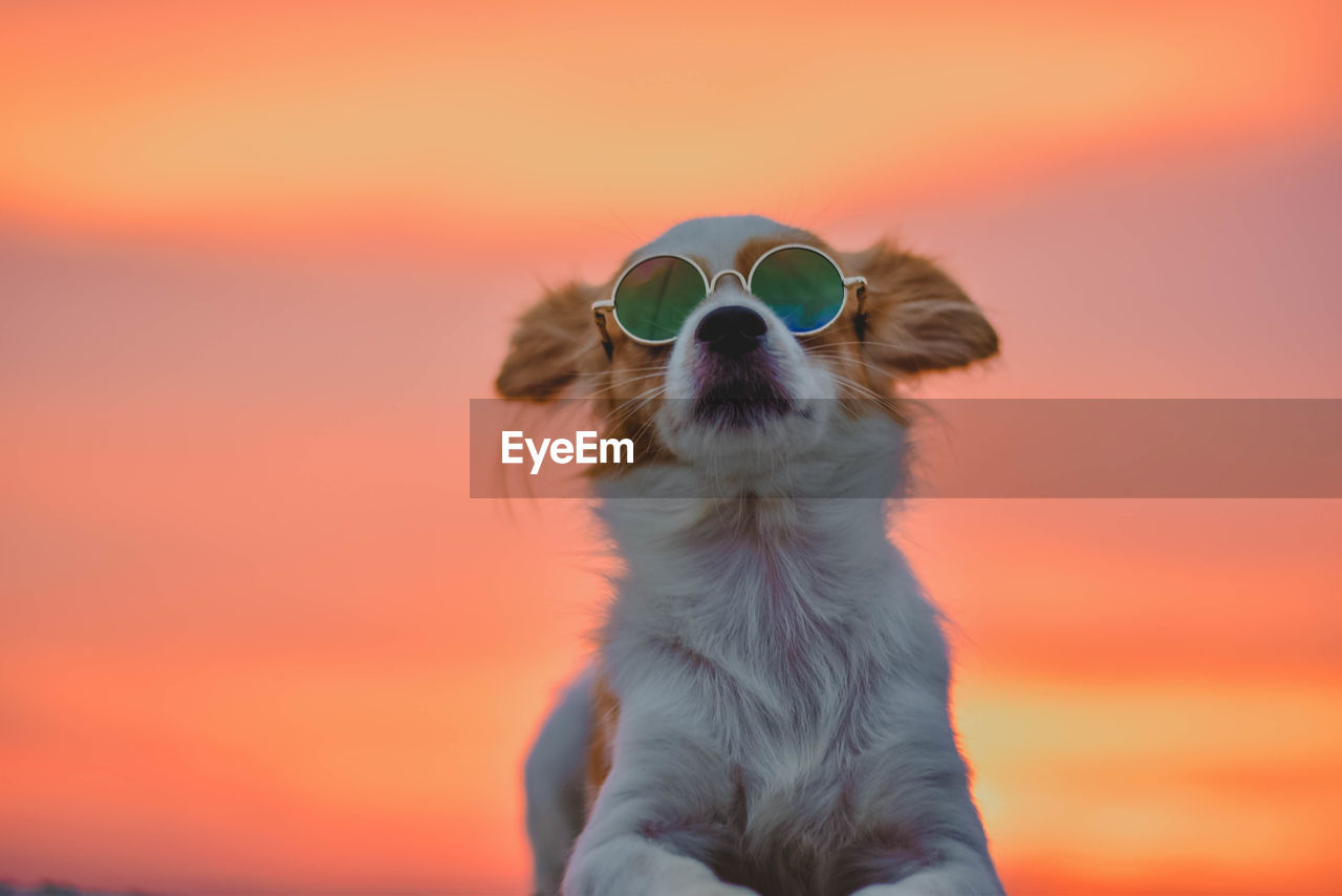 Close-up of dog wearing sunglasses against sky during sunset