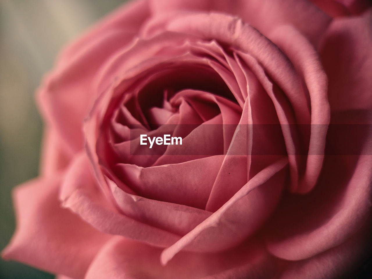 Close-up of pink rose