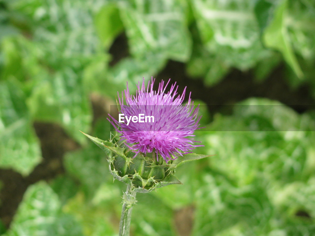 Close-up of purple thistle flower blooming on field