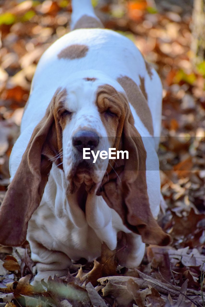 Close-up portrait of a dog on field