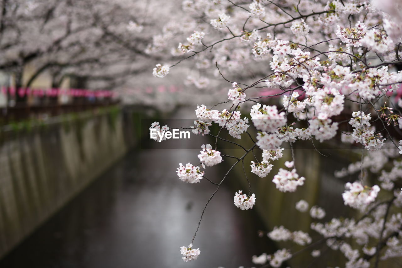 Cherry trees by canal in park