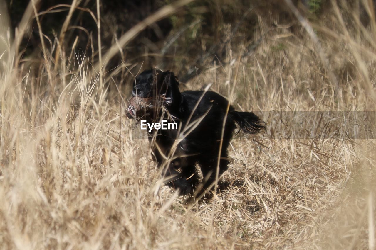 DOG ON GRASS