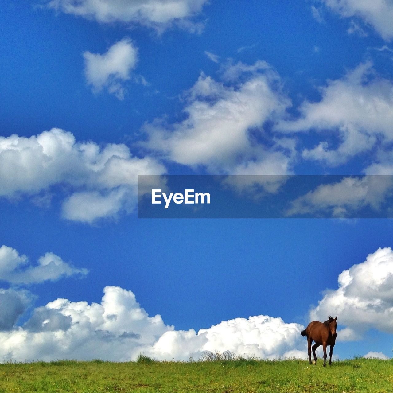 Horse on grassy field against cloudy sky
