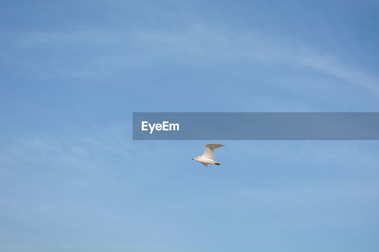 LOW ANGLE VIEW OF SEAGULLS FLYING