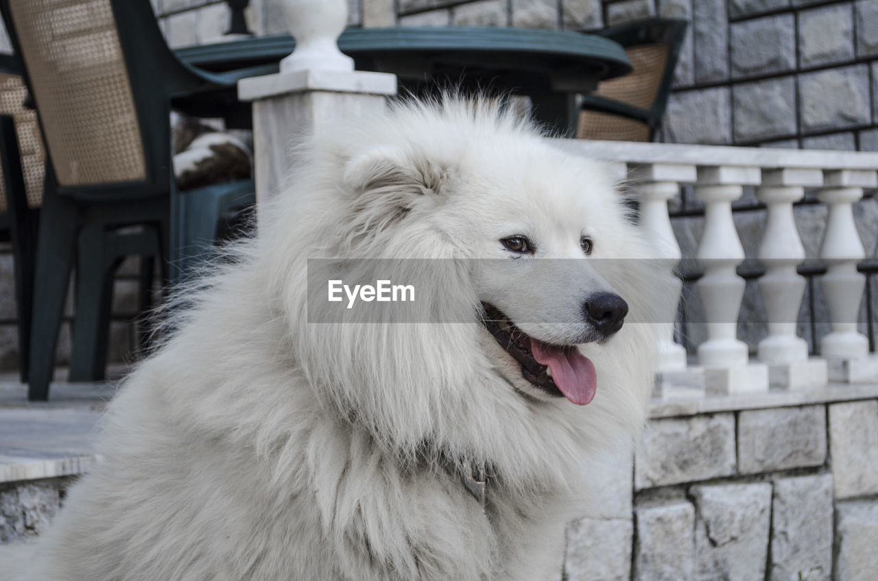 CLOSE-UP OF WHITE DOG OUTDOORS