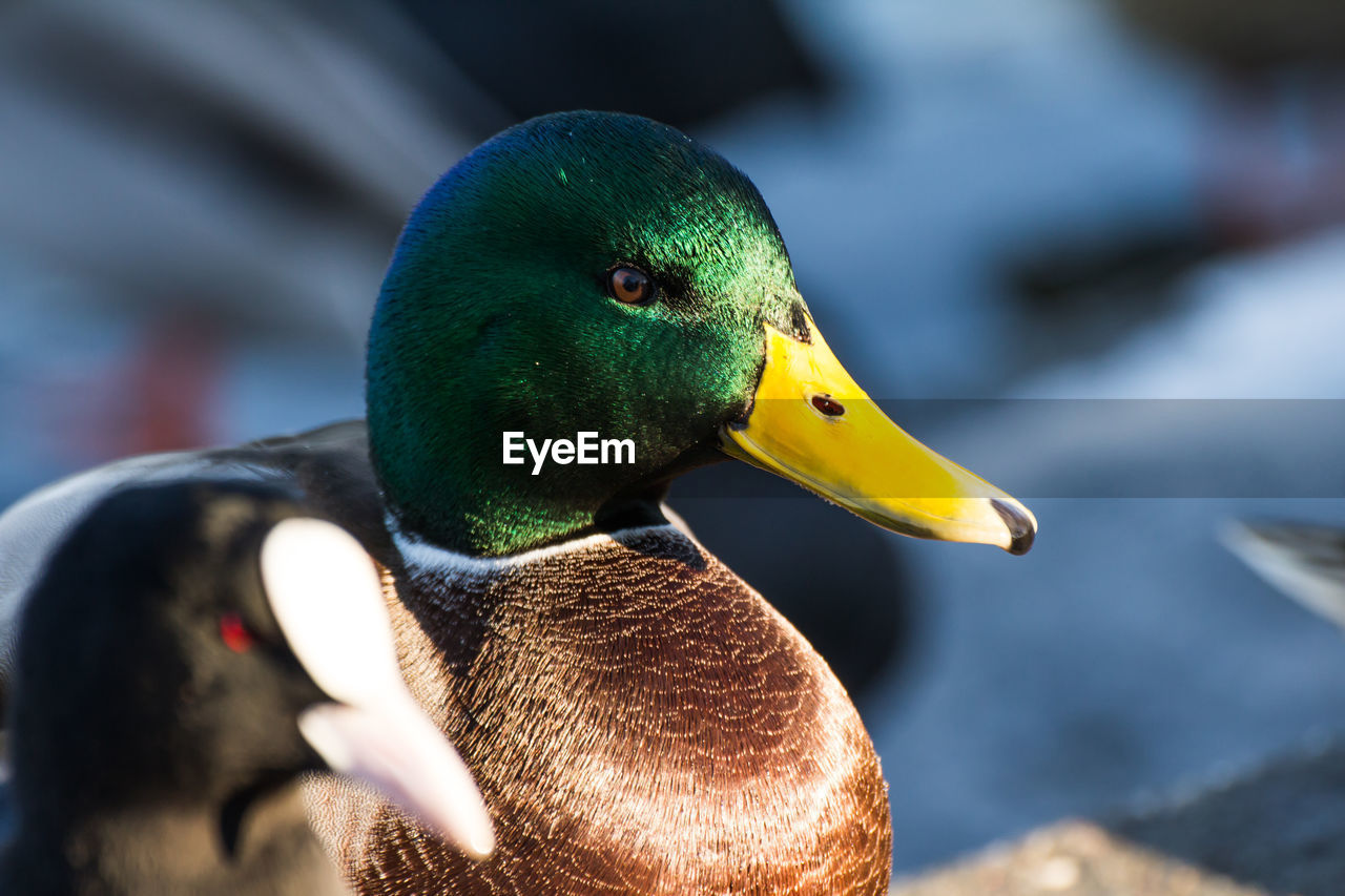 Male mallard or wild duck, anas platyrhynchos. close-up
