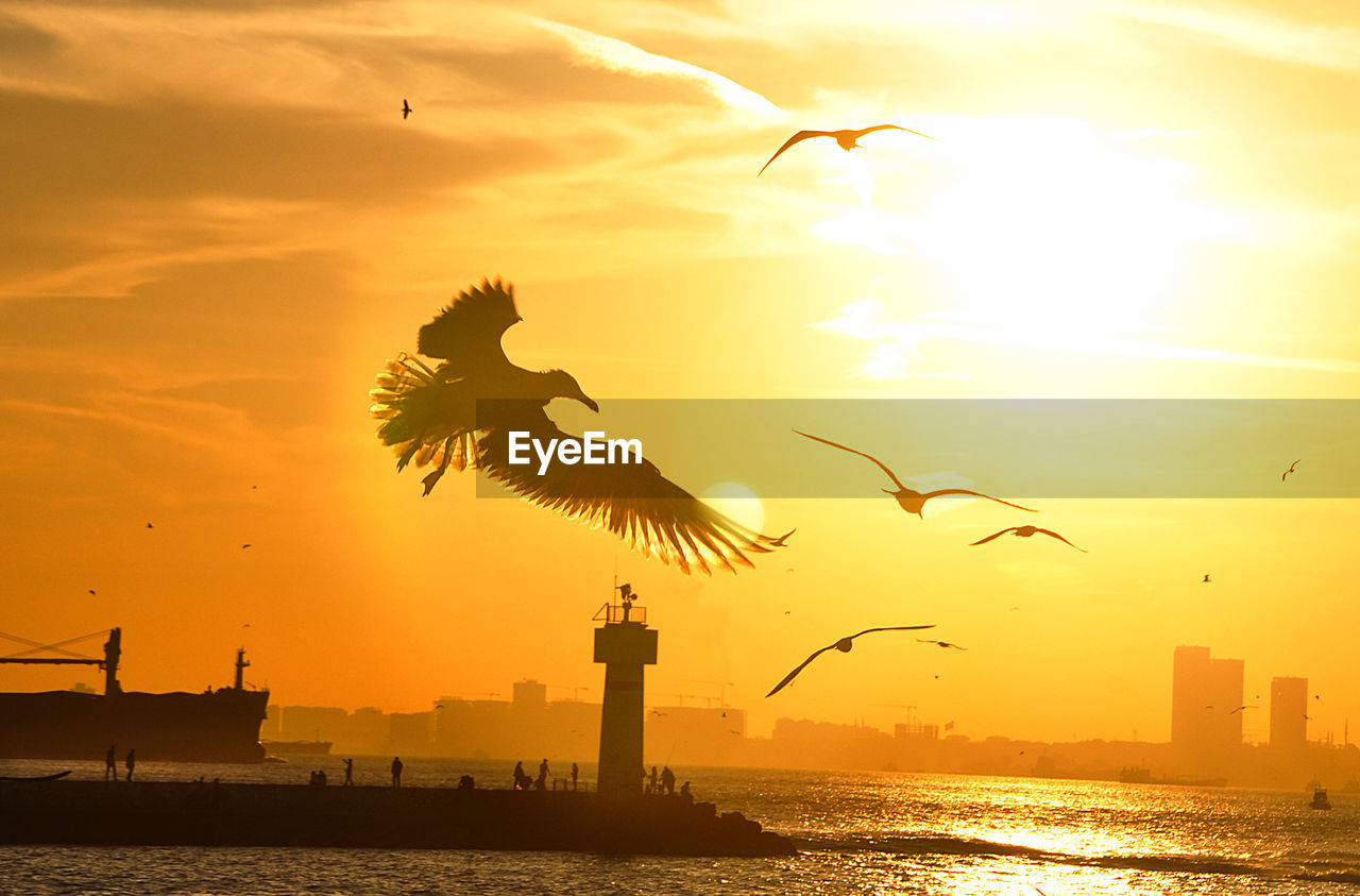 Silhouette birds flying over sea against orange sky