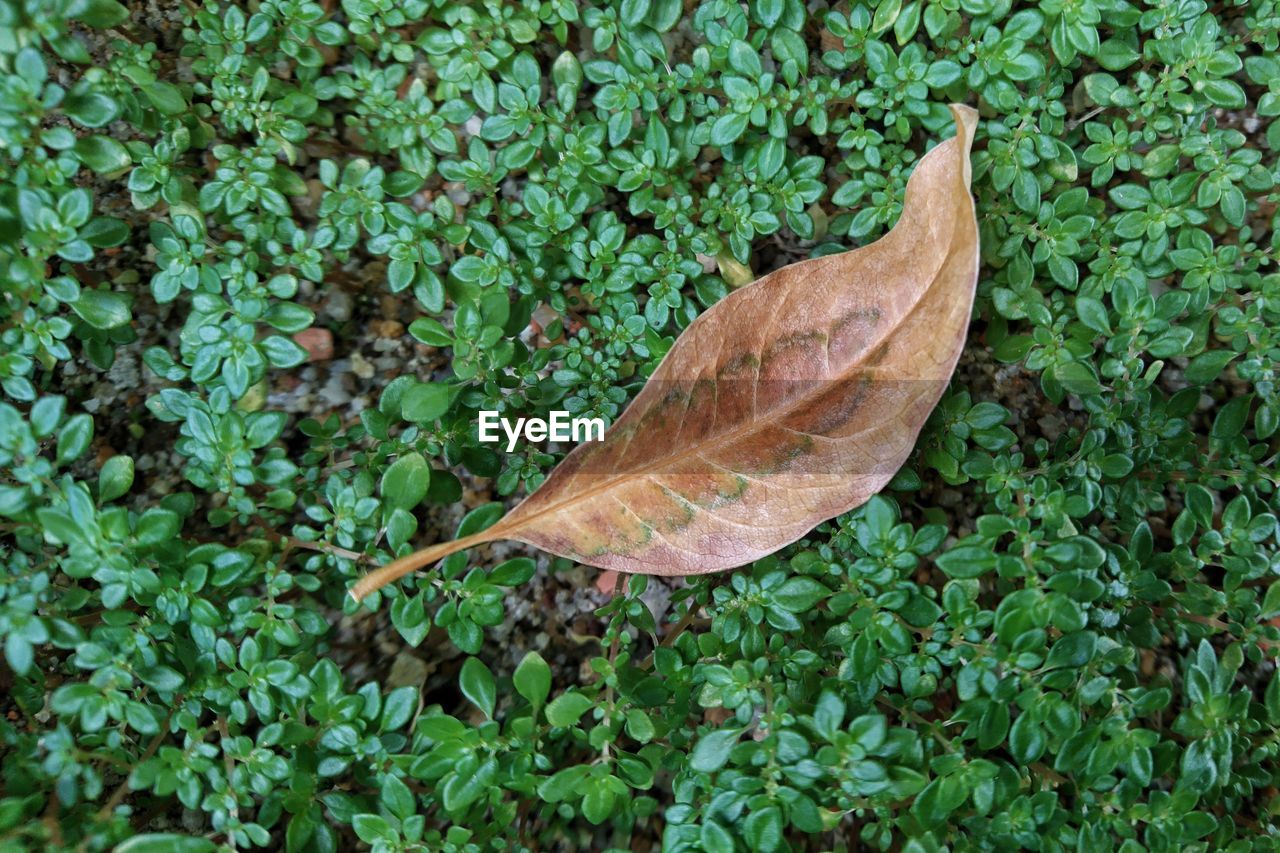 HIGH ANGLE VIEW OF A LEAF