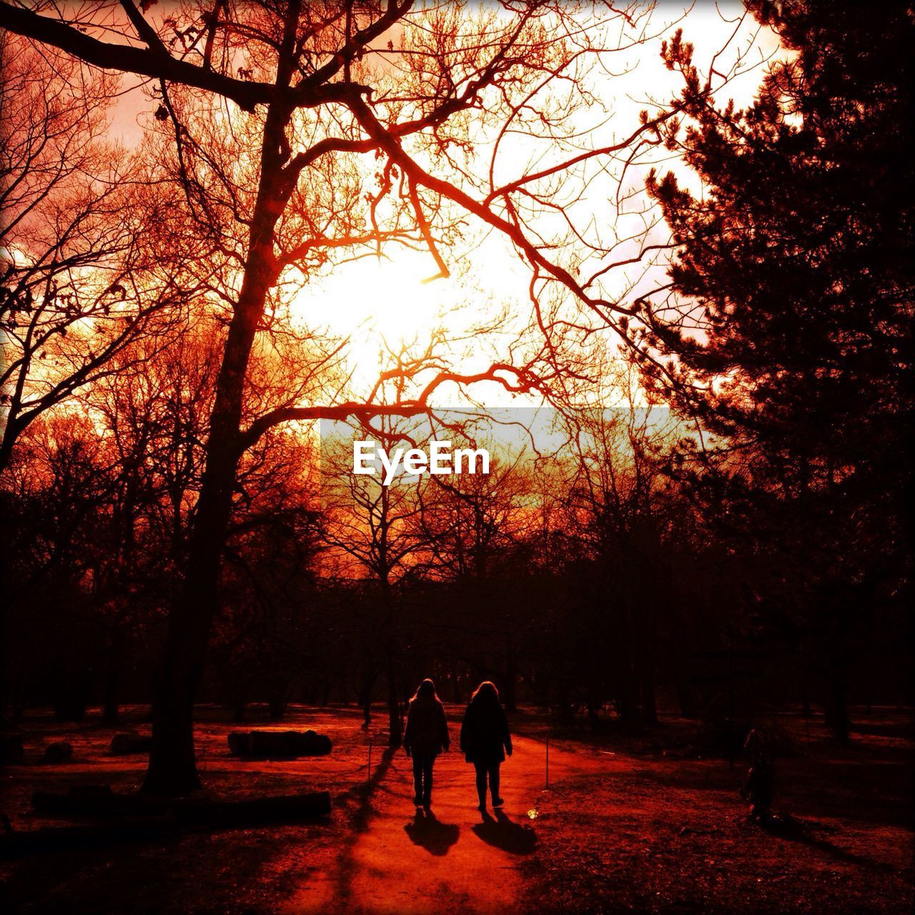 Rear view of female friends walking on street amidst trees during sunset