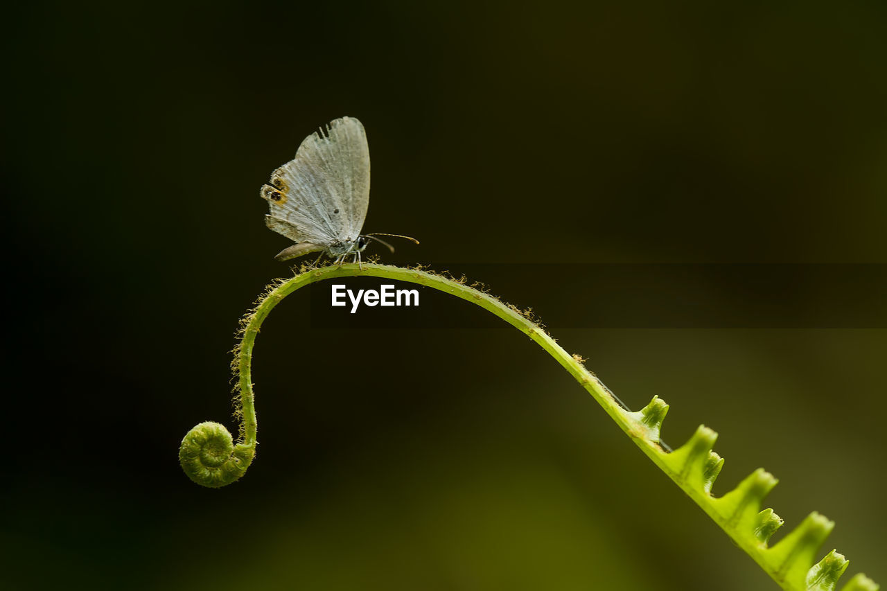 Little butterfly on fern